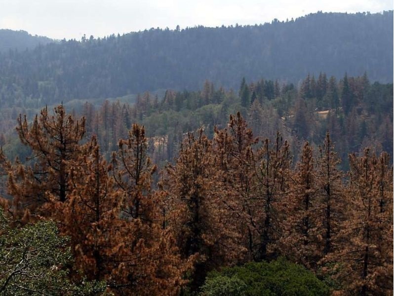 102 милиони дрвца - жртви на сушата во Калифорнија
