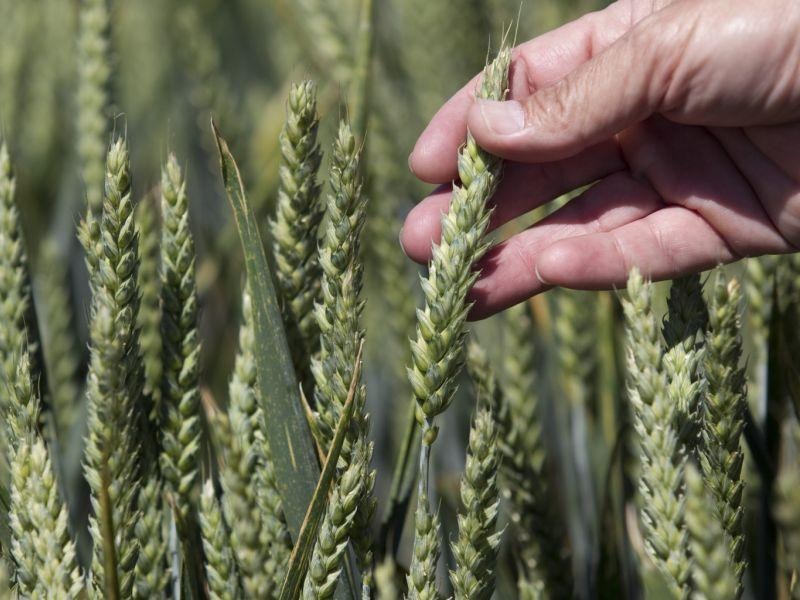 Неодобрена ГМО пченица најдена во државата Вашингтон